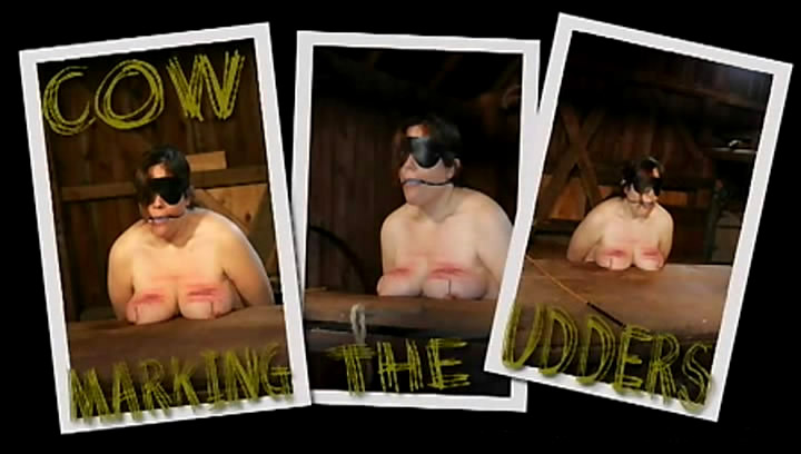 Cow - Marking The Udders