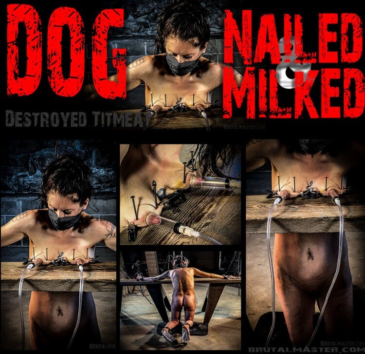 Dog - Nailed Milked