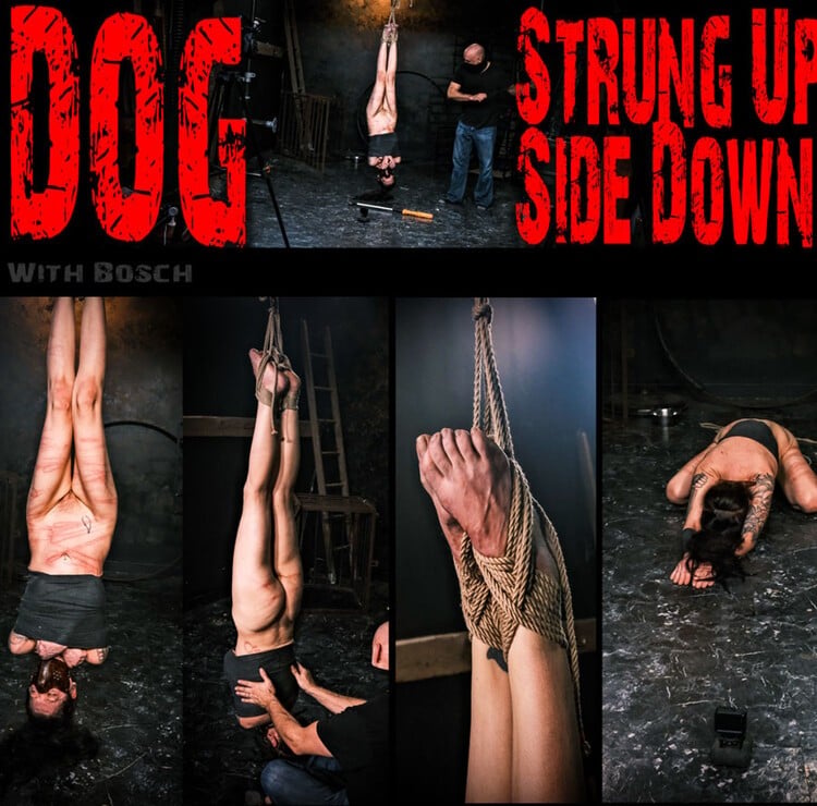 Dog - Strung Up Side Down